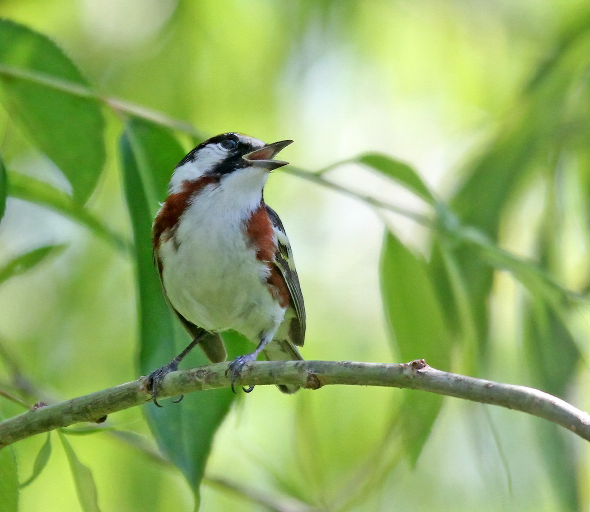 Chestnut-sided Warbler - ML620793561