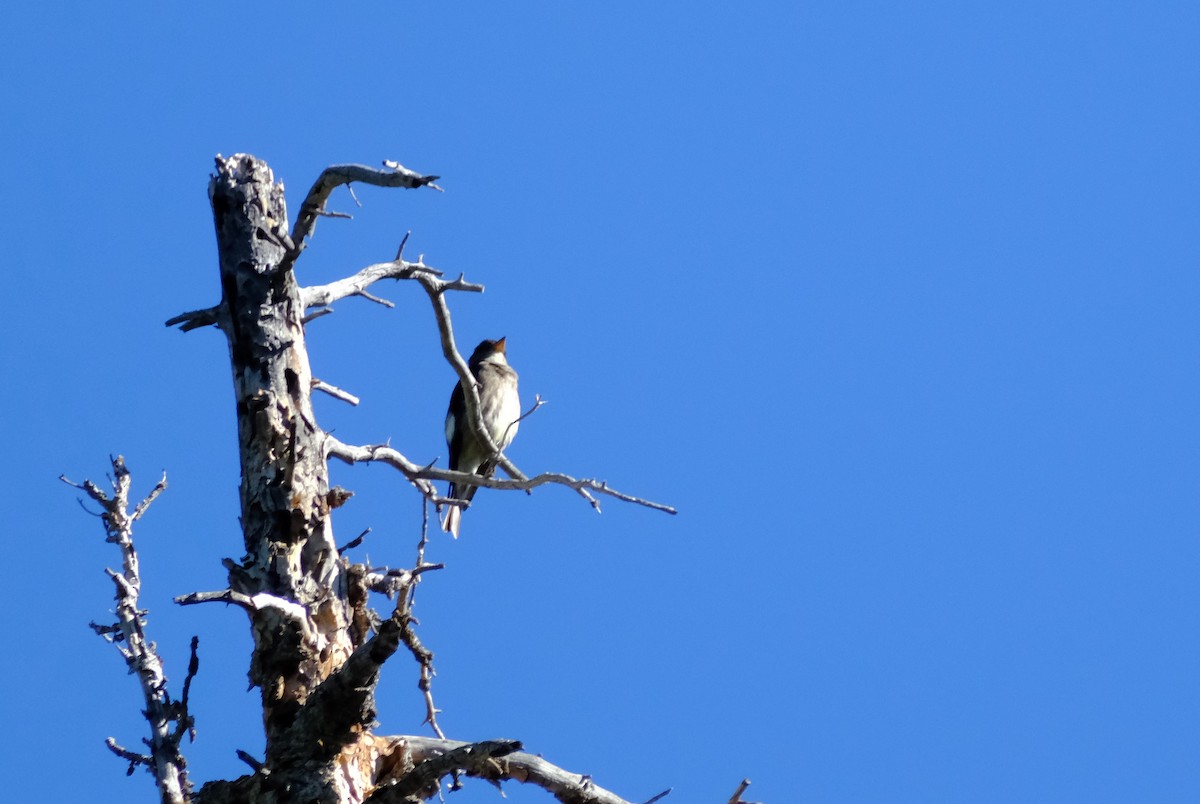 Olive-sided Flycatcher - ML620793562