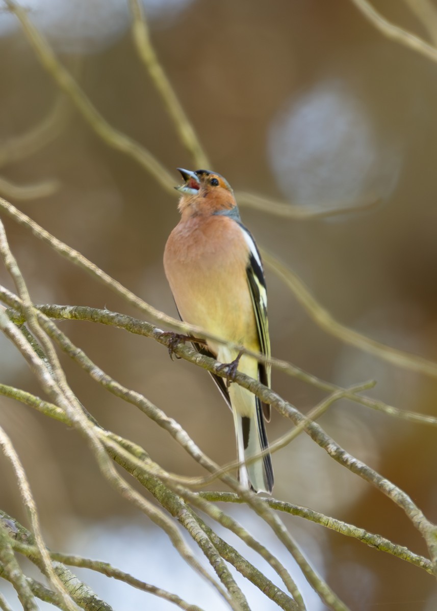 Common Chaffinch - ML620793563