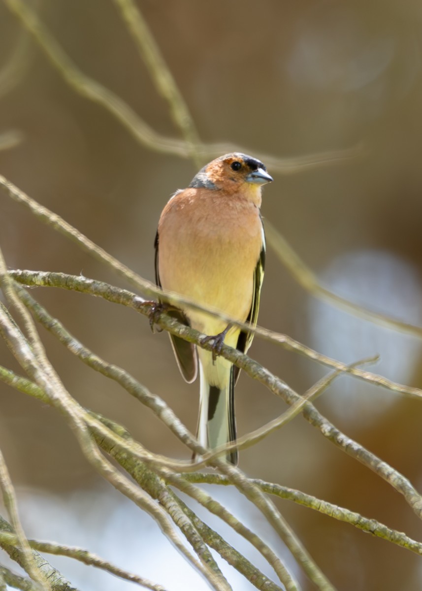 Common Chaffinch - ML620793564