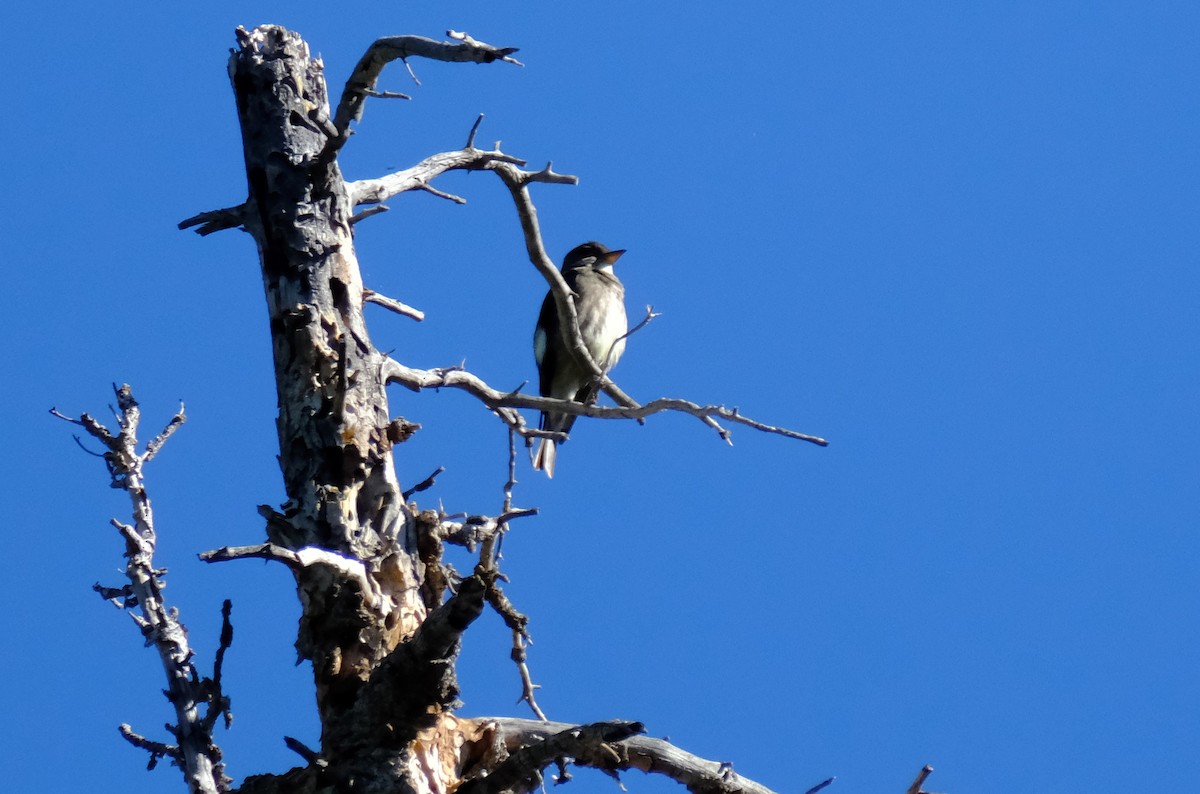 Olive-sided Flycatcher - ML620793565