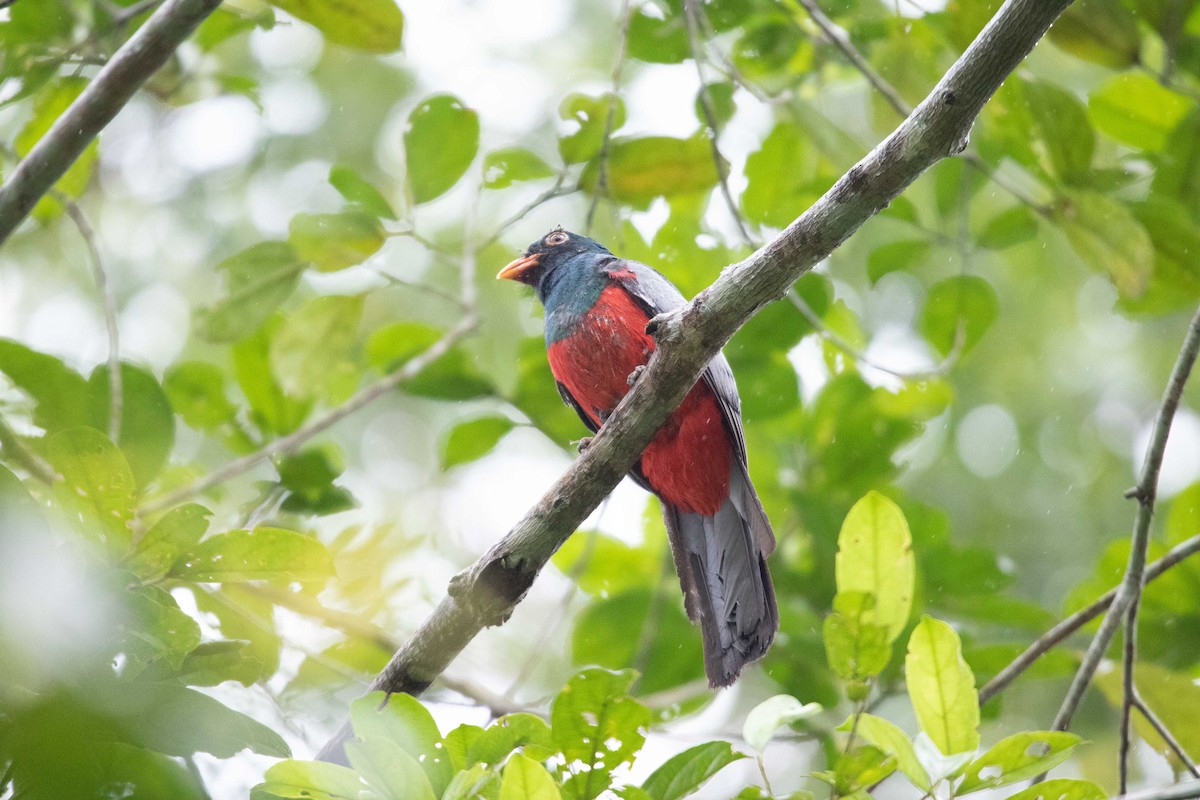 Trogon de Masséna - ML620793566