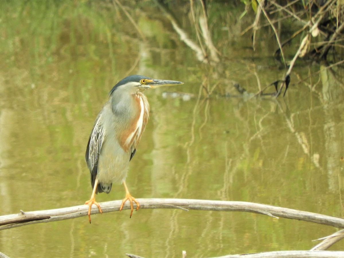 Striated Heron - ML620793567