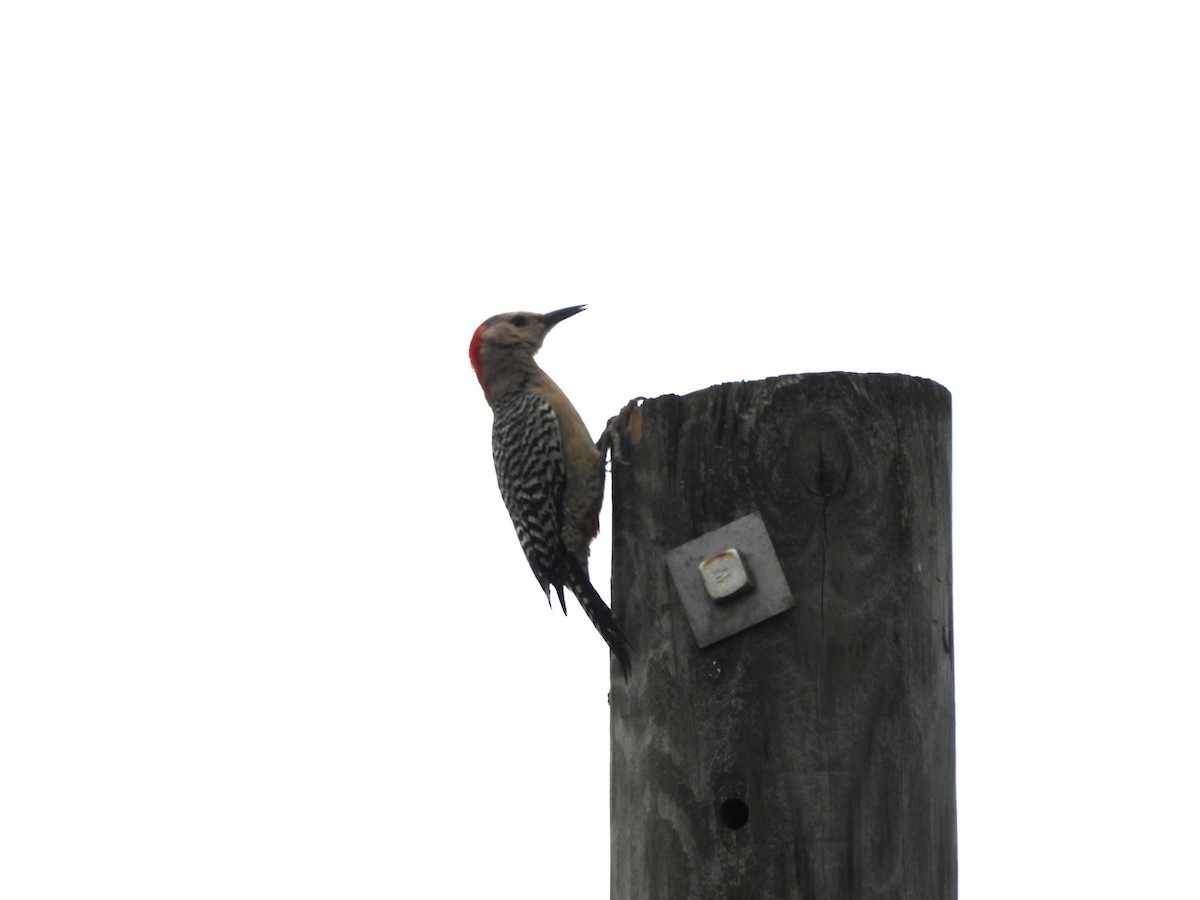 West Indian Woodpecker - ML620793569