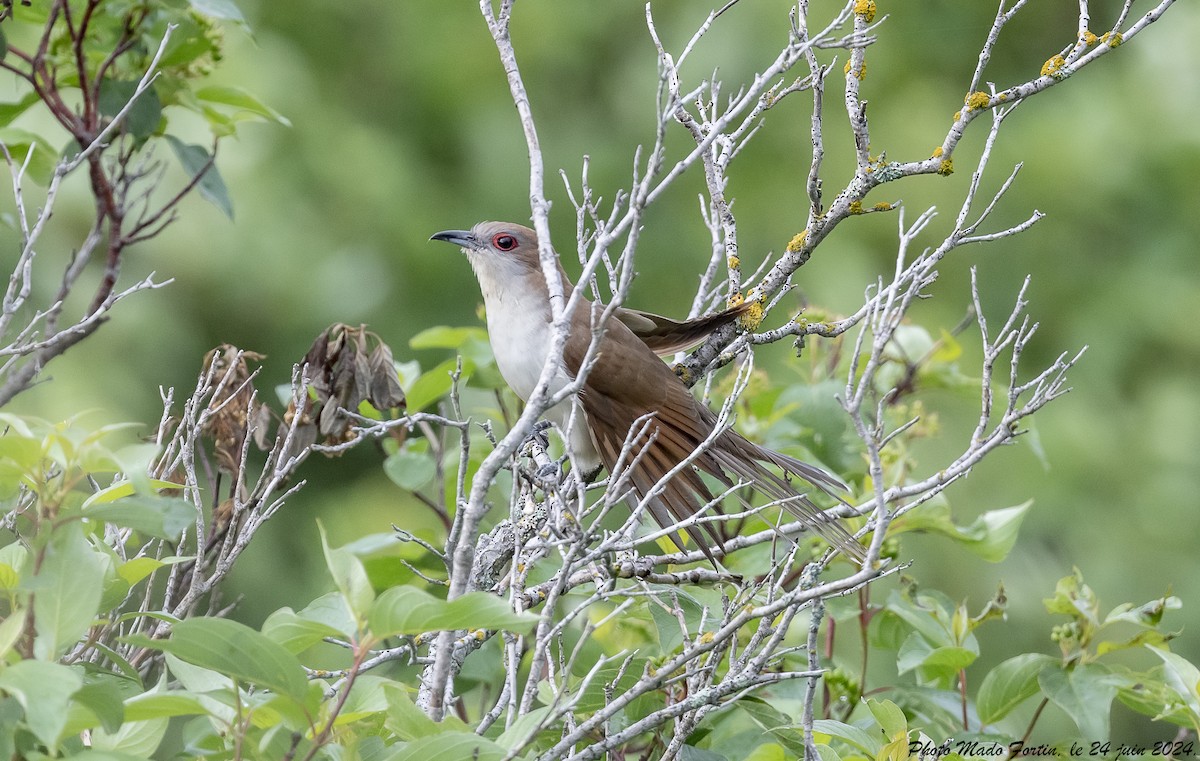 Black-billed Cuckoo - ML620793570