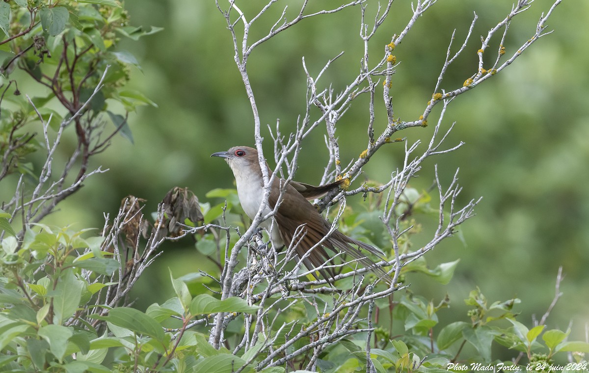 Black-billed Cuckoo - madeleine fortin