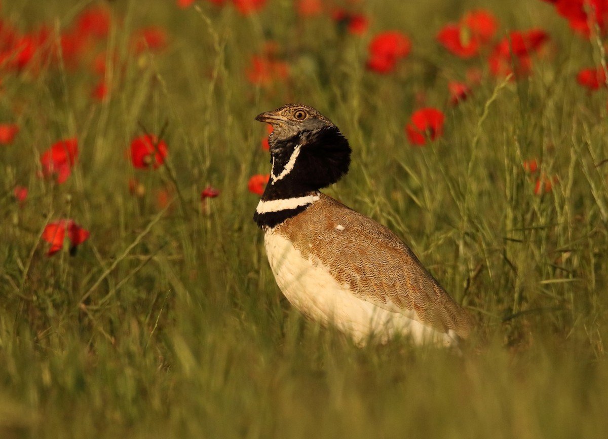 Little Bustard - ML620793572