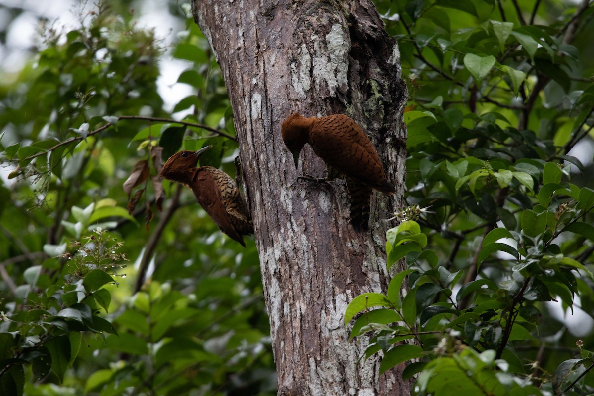 Cinnamon Woodpecker - ML620793573