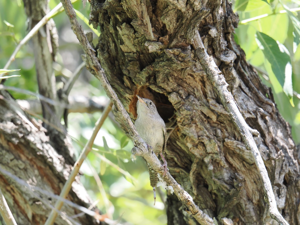 House Wren - ML620793575