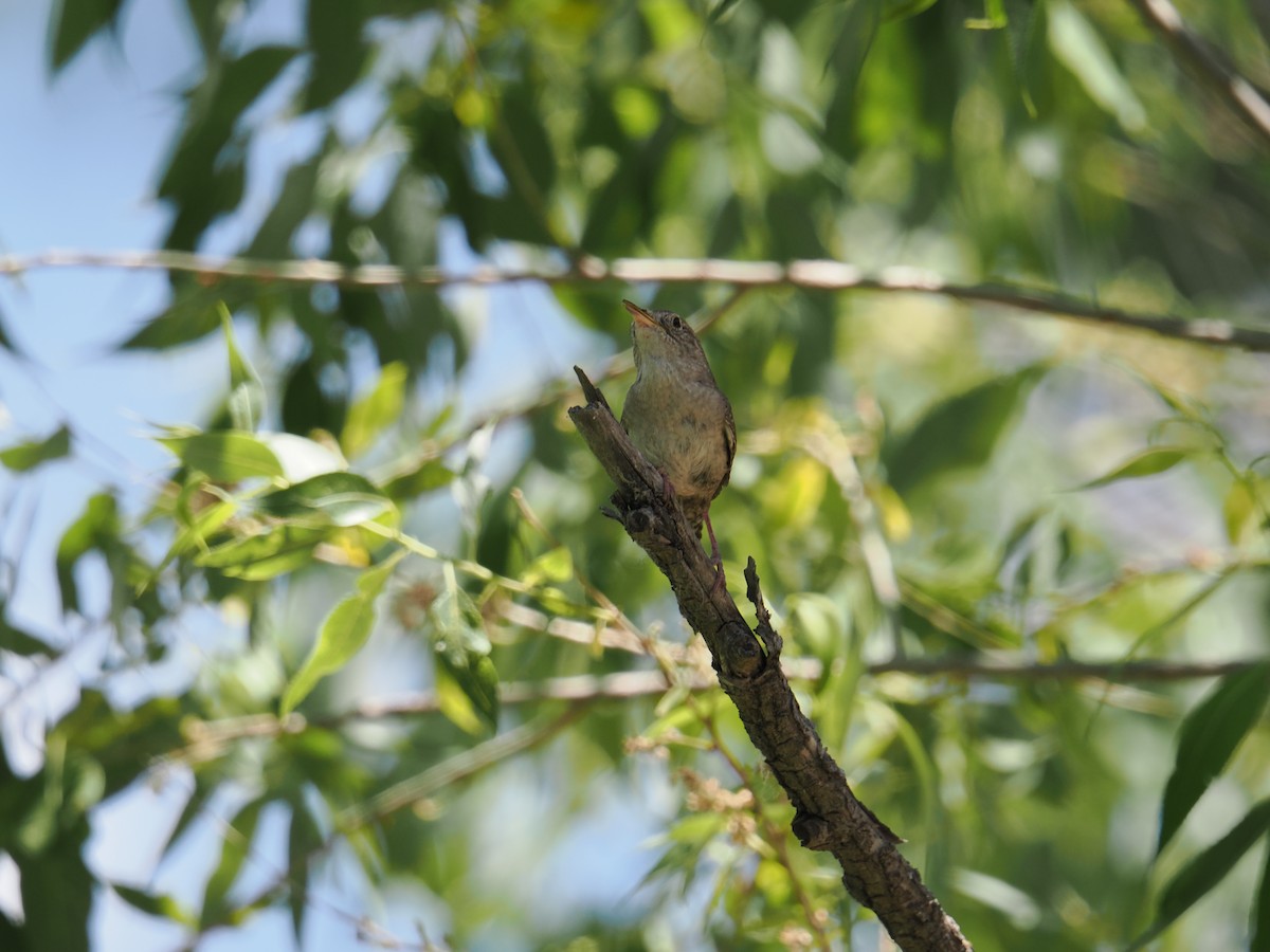 House Wren - ML620793576