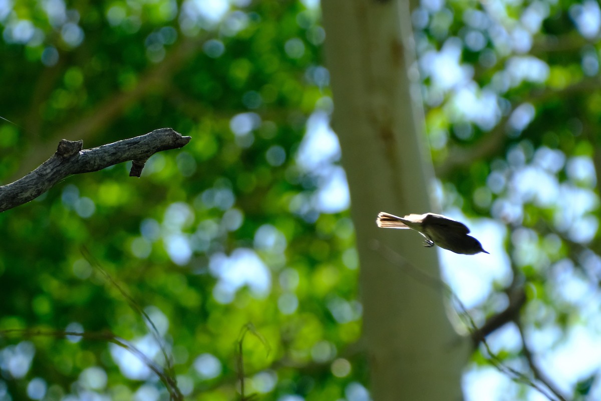 Western Wood-Pewee - Klaus Bielefeldt