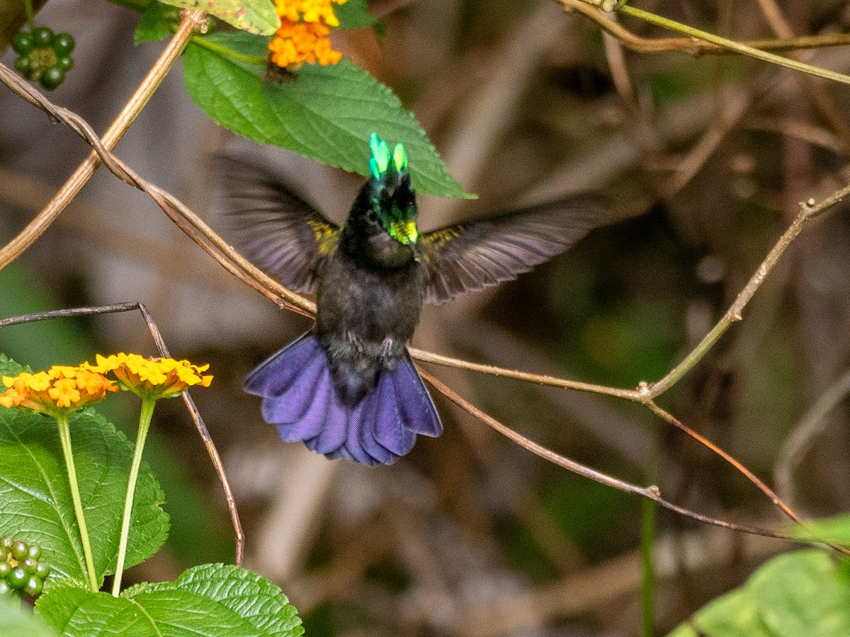 Antillean Crested Hummingbird - ML620793580