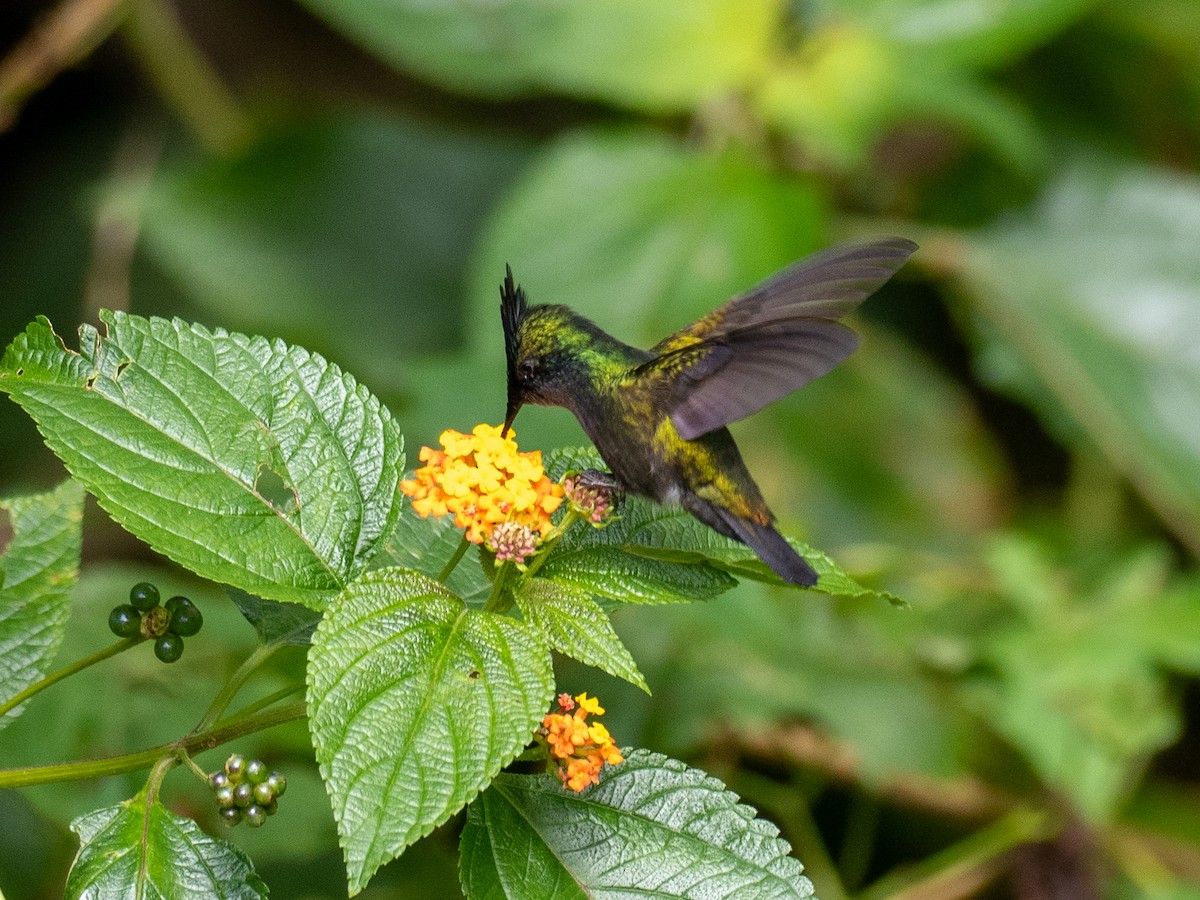 Antillean Crested Hummingbird - Kevin McAuliffe