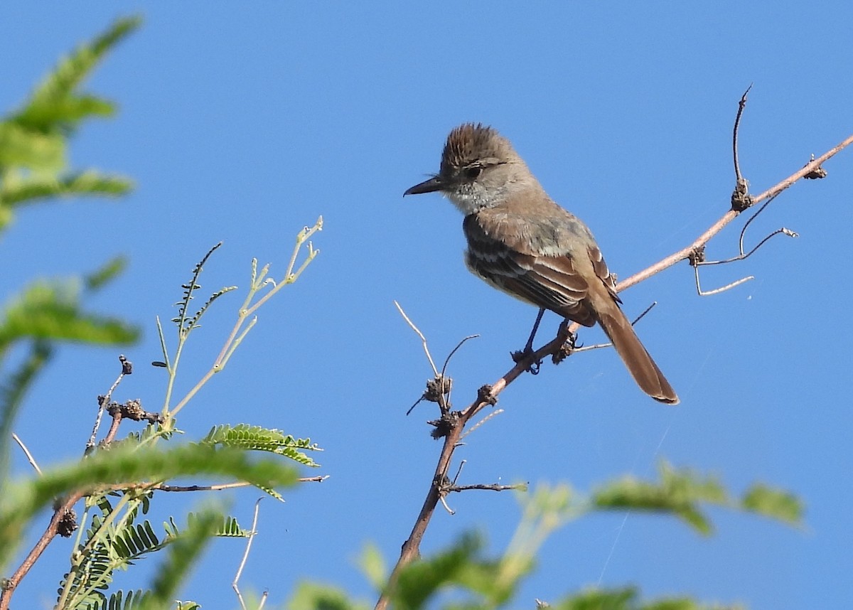 Brown-crested Flycatcher - ML620793582