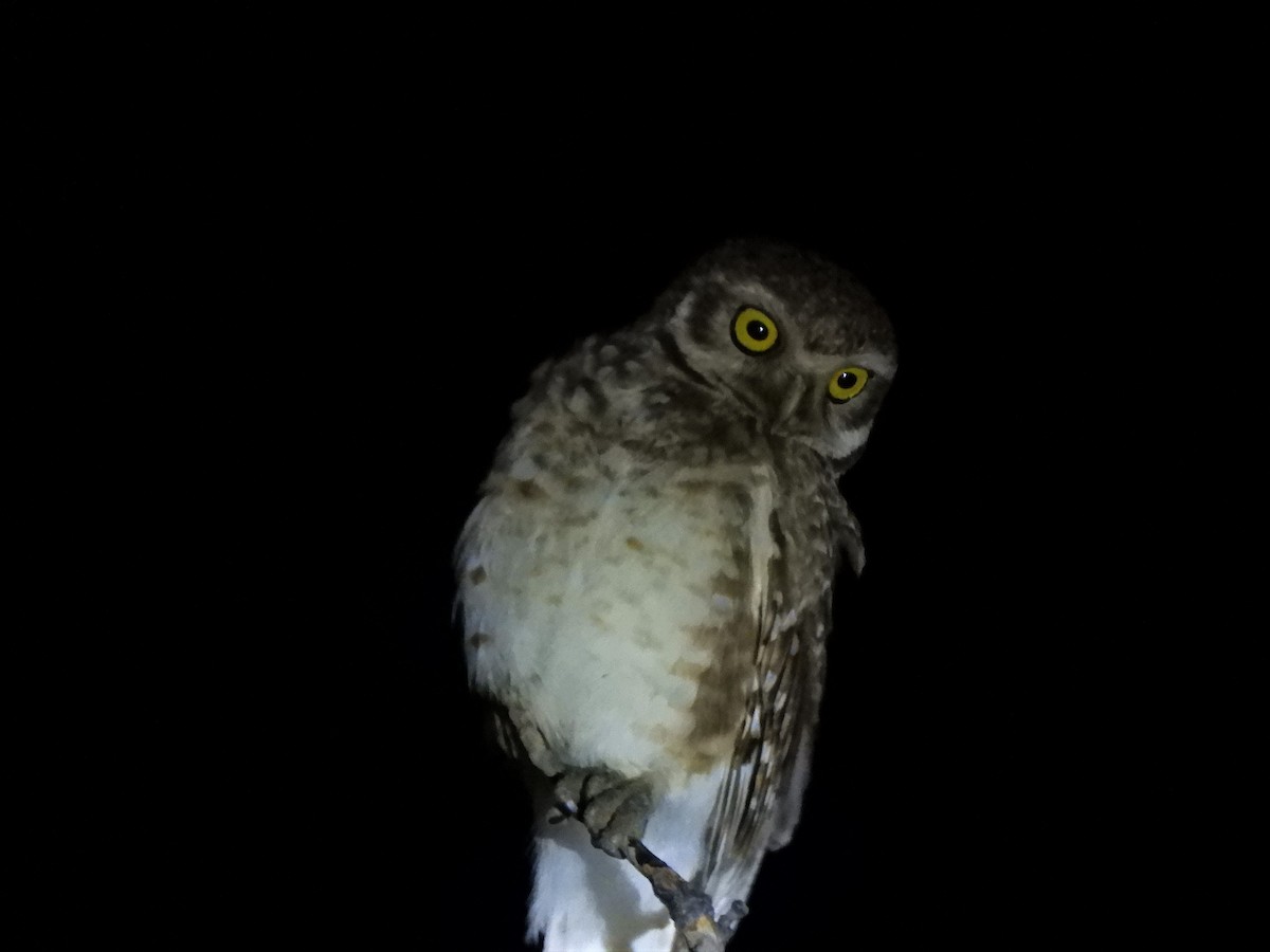 Ferruginous Pygmy-Owl - ML620793583