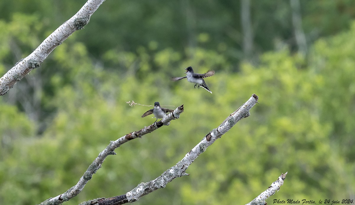 Eastern Kingbird - ML620793584