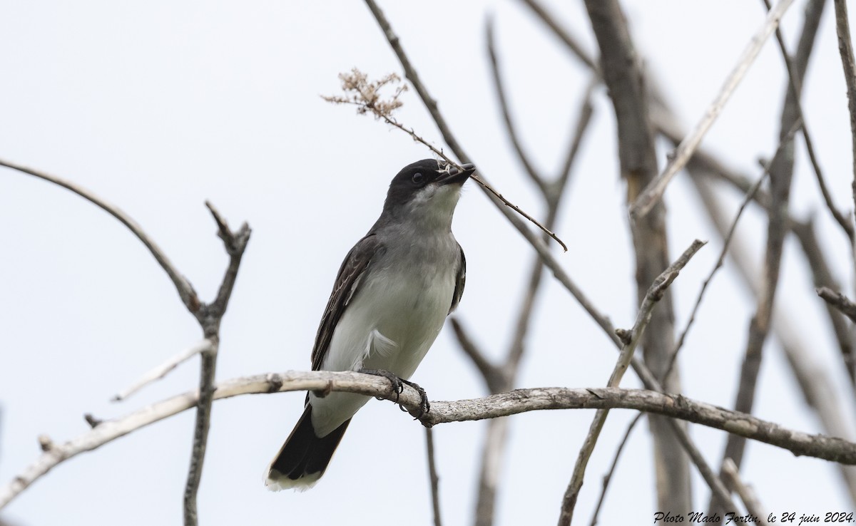 Eastern Kingbird - ML620793585