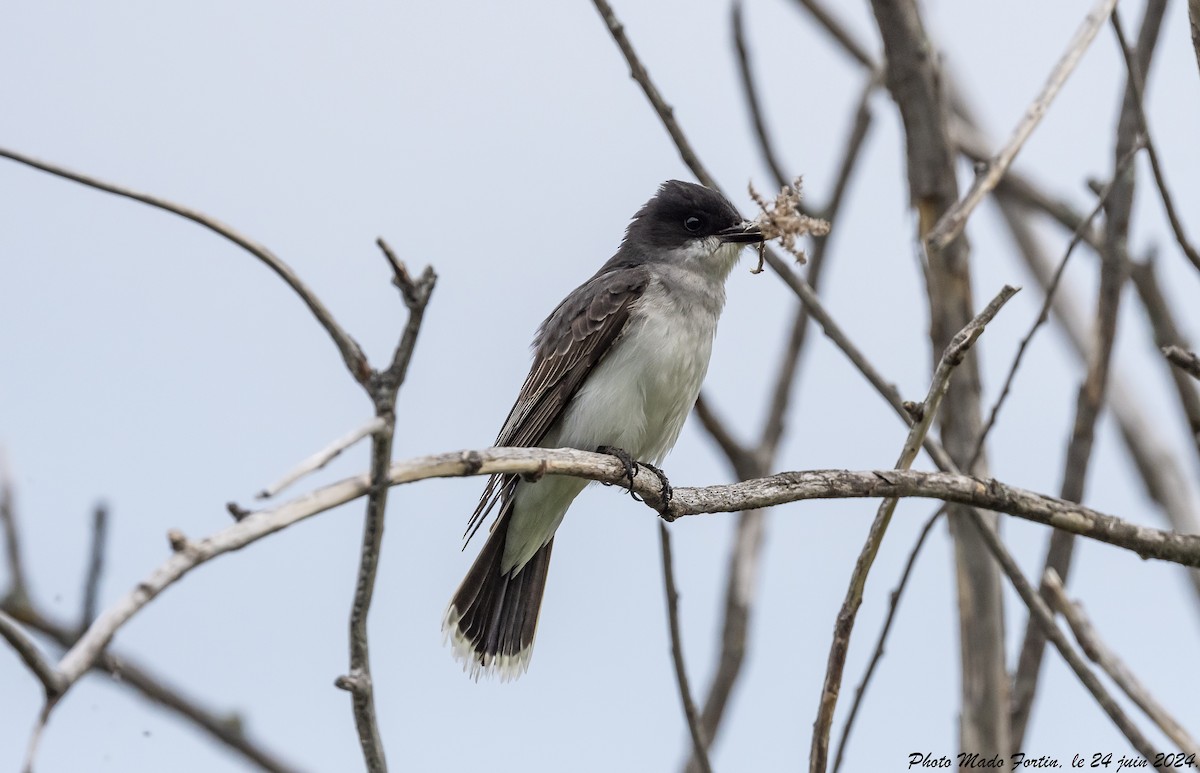 Eastern Kingbird - ML620793586