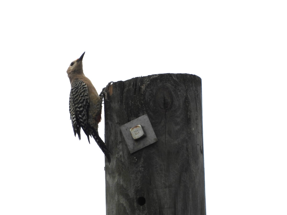 West Indian Woodpecker - ML620793591