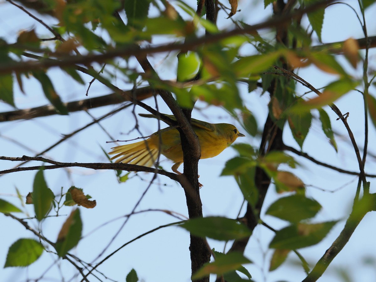 Yellow Warbler - ML620793592