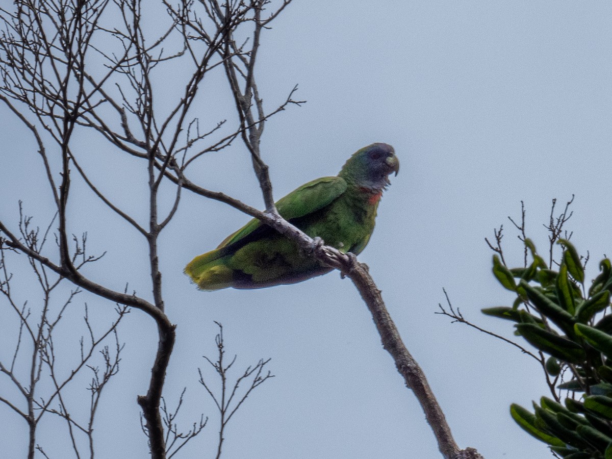 Red-necked Parrot - ML620793595