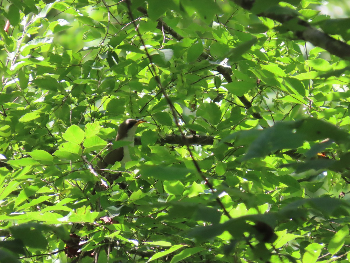 Yellow-billed Cuckoo - ML620793618