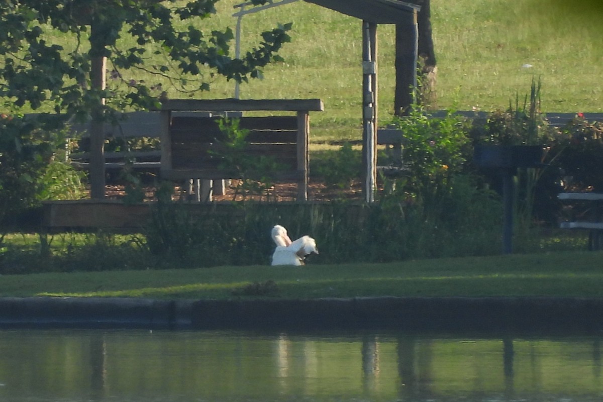 American White Pelican - ML620793620