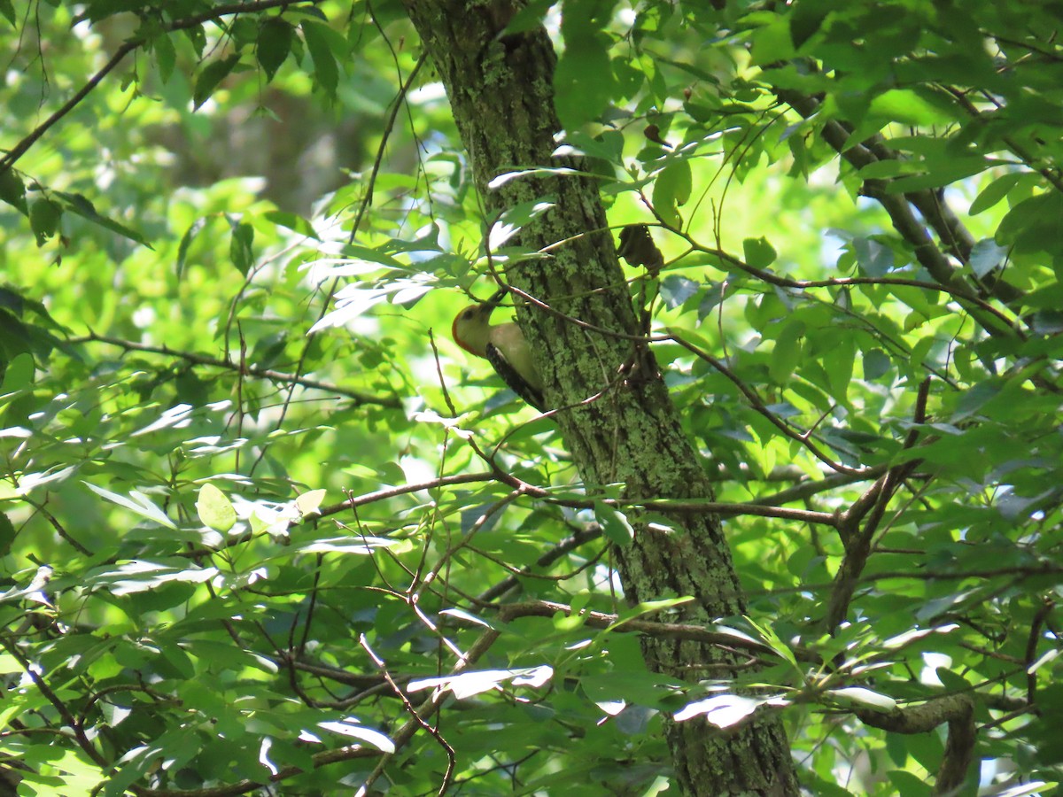 Red-bellied Woodpecker - ML620793622