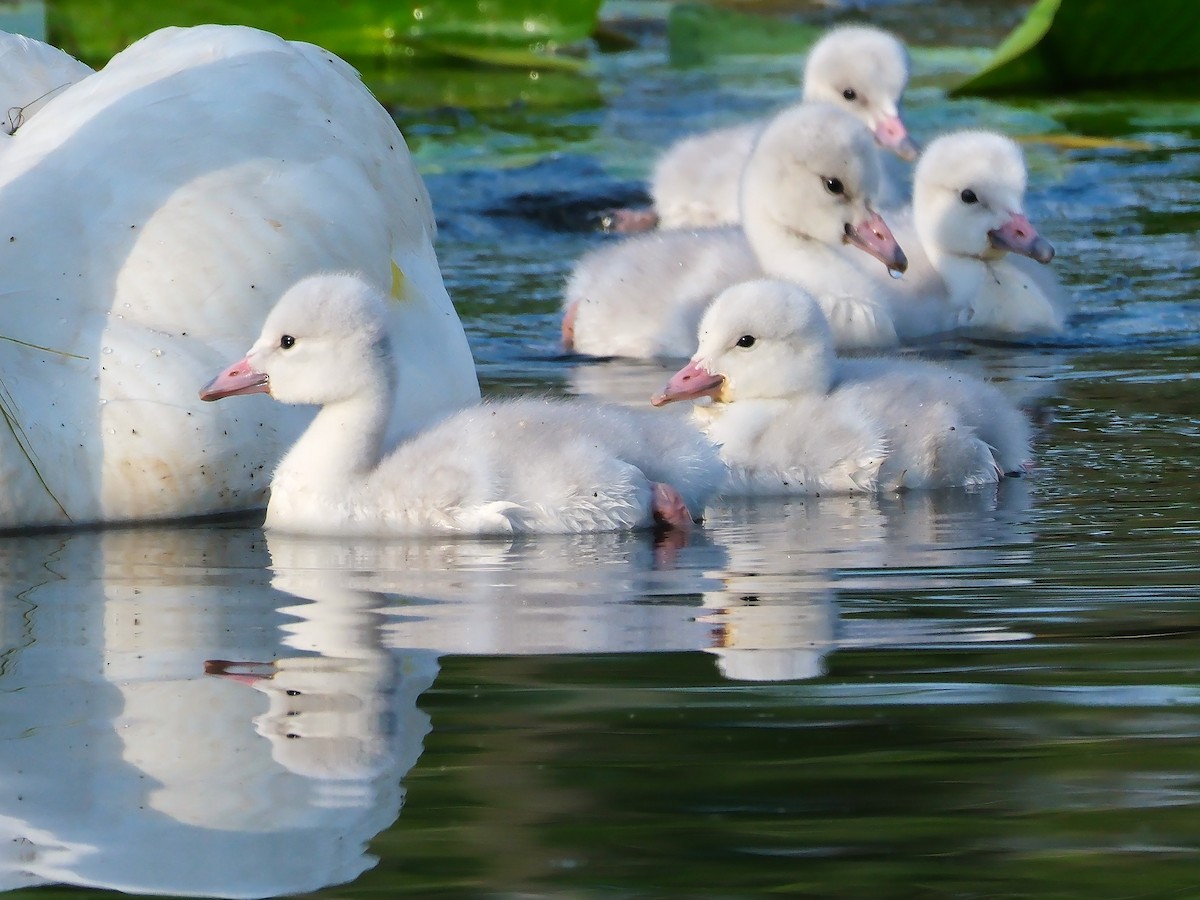 Trumpeter Swan - ML620793628