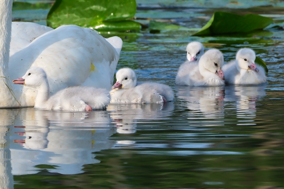 Trumpeter Swan - ML620793630