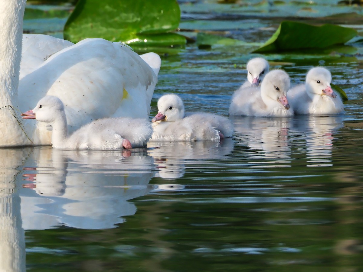 Cisne Trompetero - ML620793631