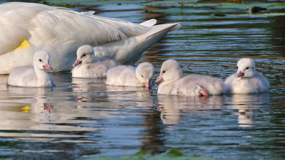 Cisne Trompetero - ML620793633