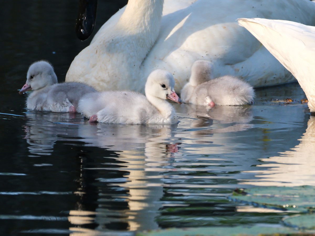 Trumpeter Swan - ML620793634