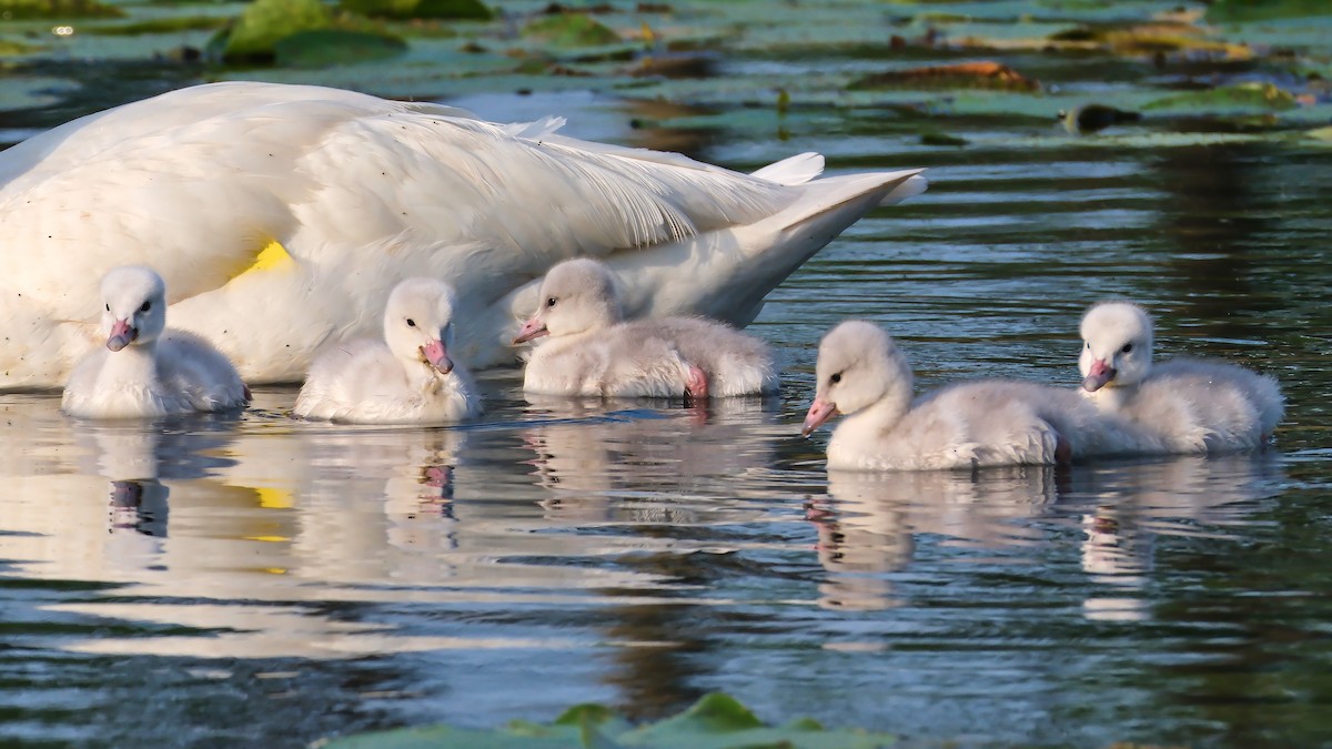 Trumpeter Swan - ML620793636