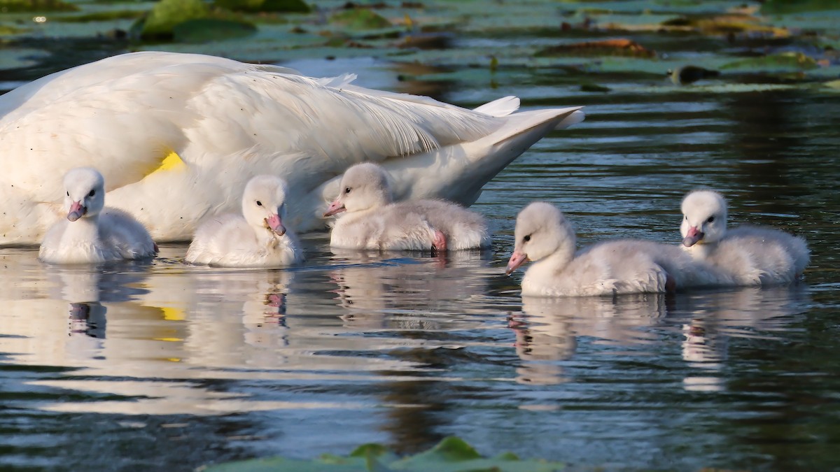 Trumpeter Swan - ML620793637