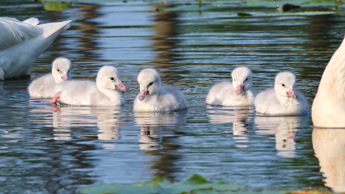 Trumpeter Swan - ML620793638