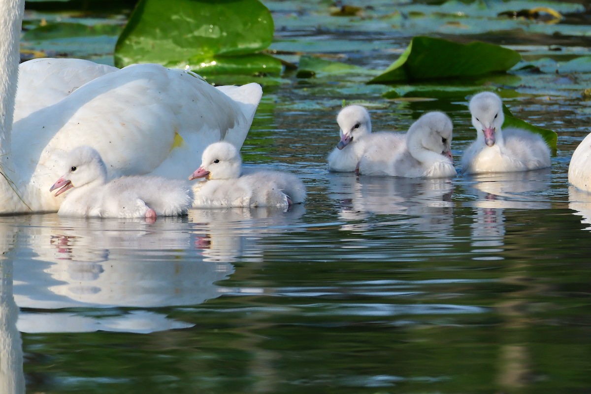 Cisne Trompetero - ML620793639