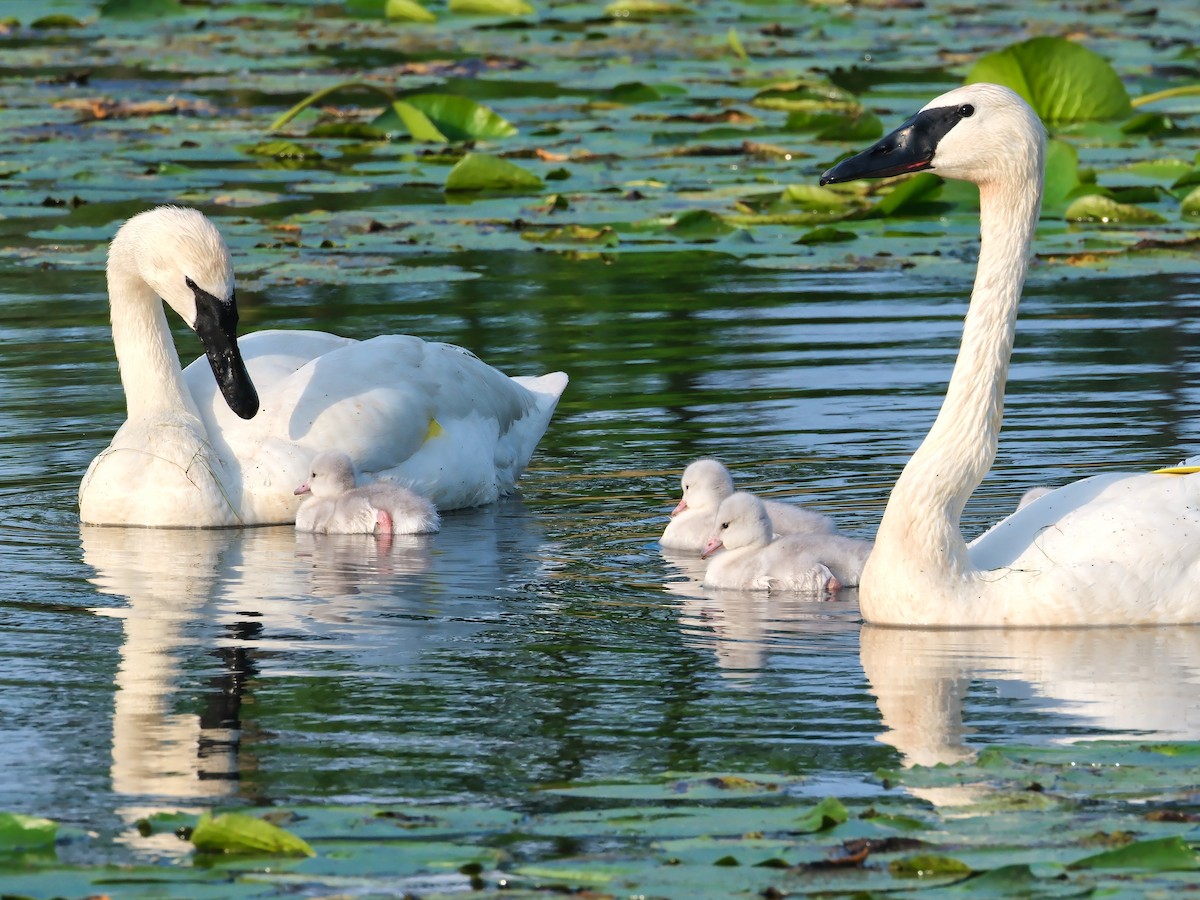 Trumpeter Swan - ML620793642