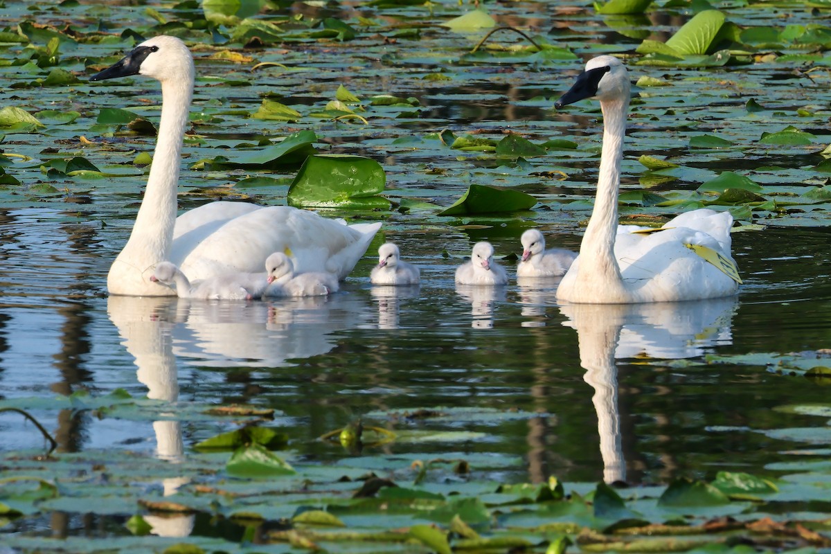 Trumpeter Swan - ML620793644