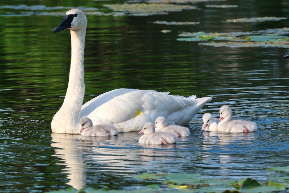 Trumpeter Swan - ML620793645