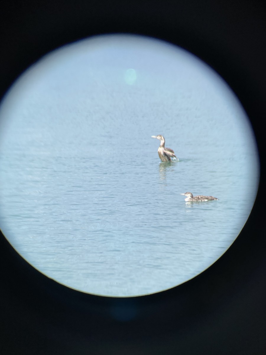 Yellow-billed Loon - ML620793649