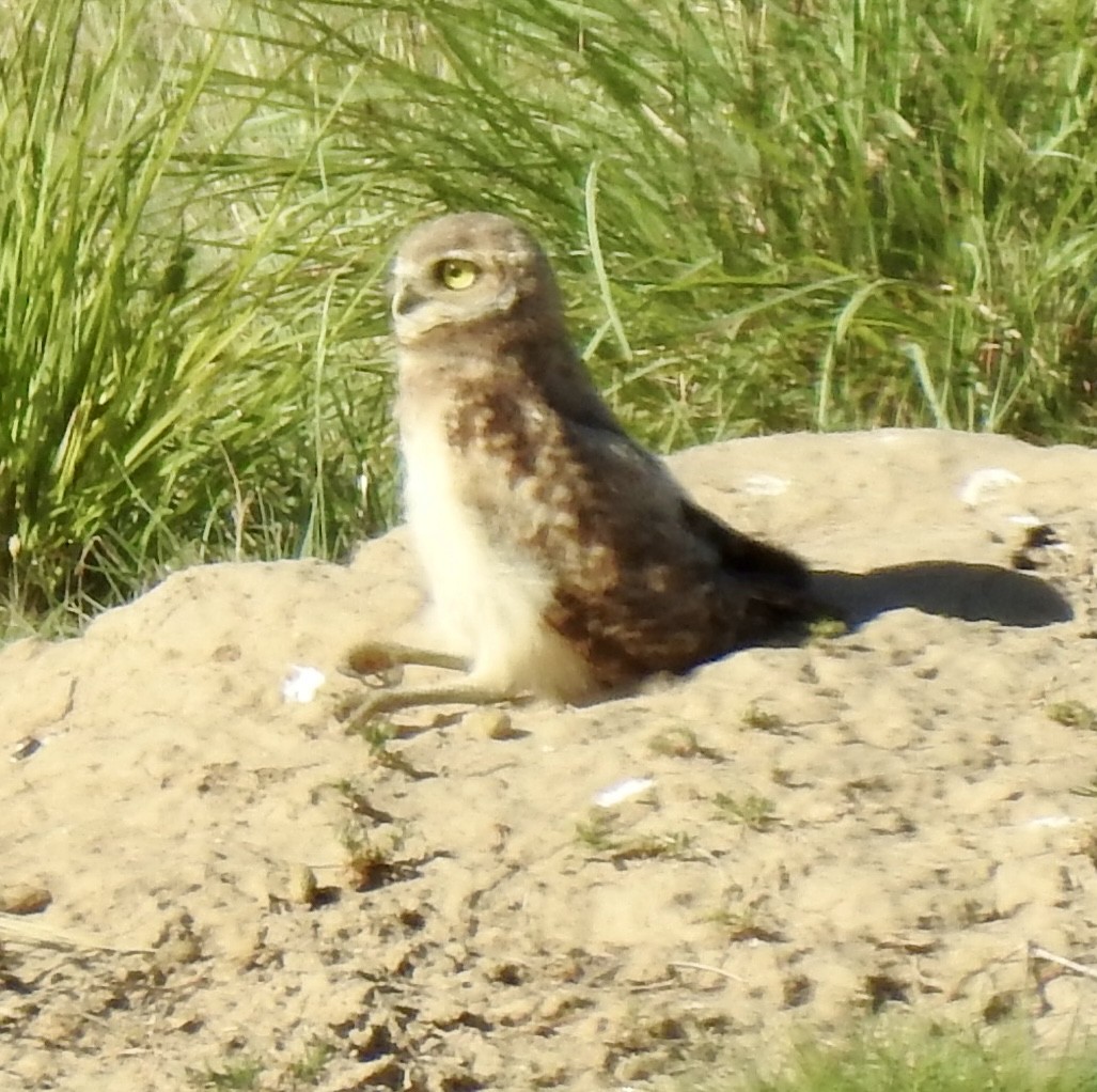 Burrowing Owl - ML620793654