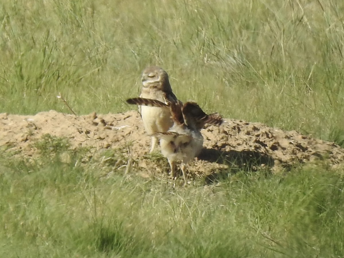 Burrowing Owl - ML620793655