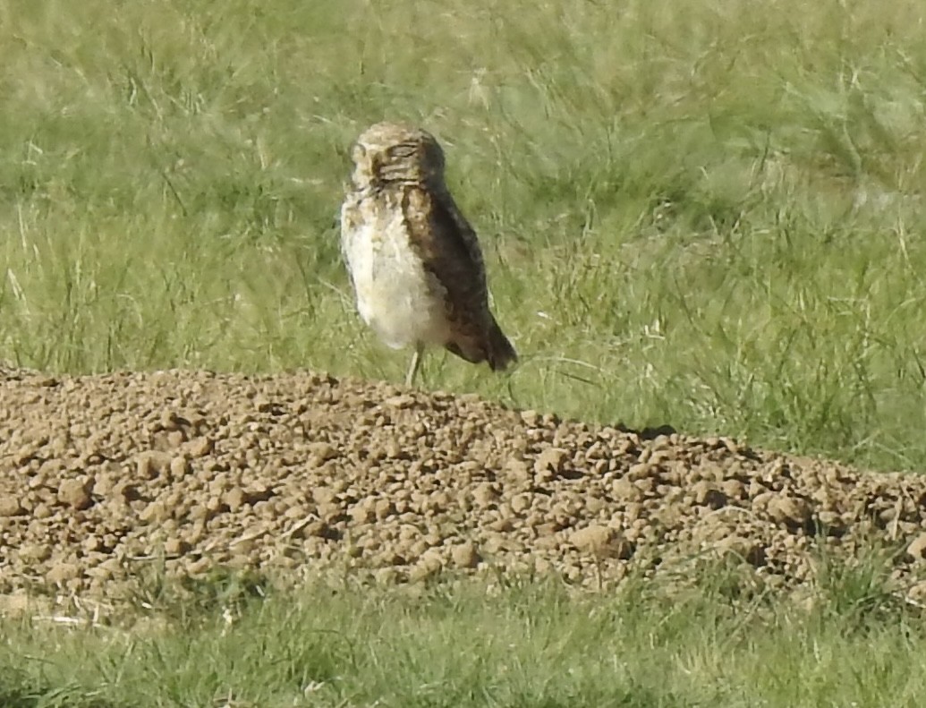 Burrowing Owl - ML620793658