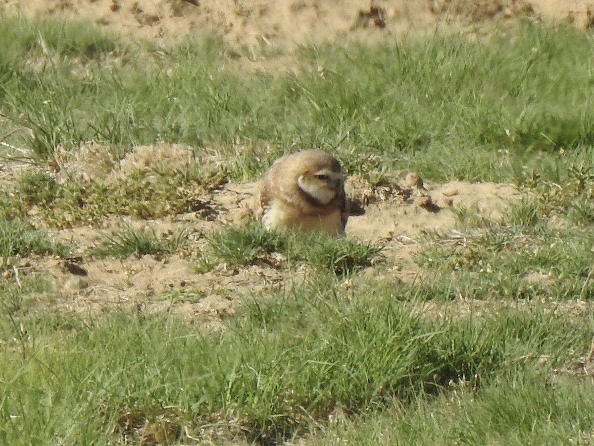 Burrowing Owl - ML620793659