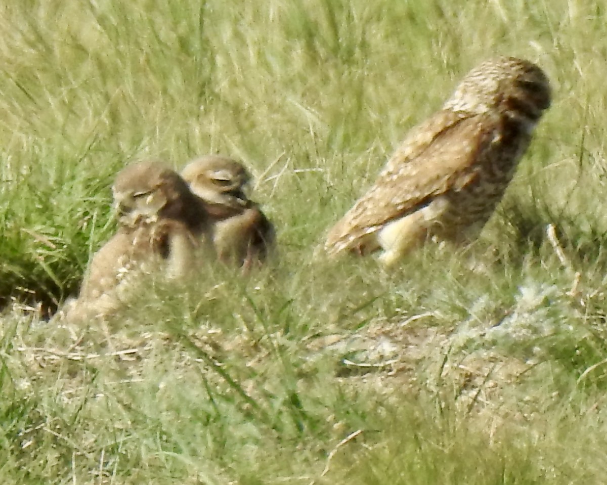 Burrowing Owl - Terry Crowe