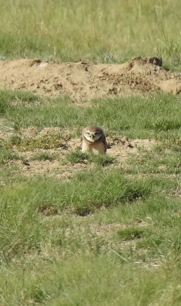 Burrowing Owl - ML620793662