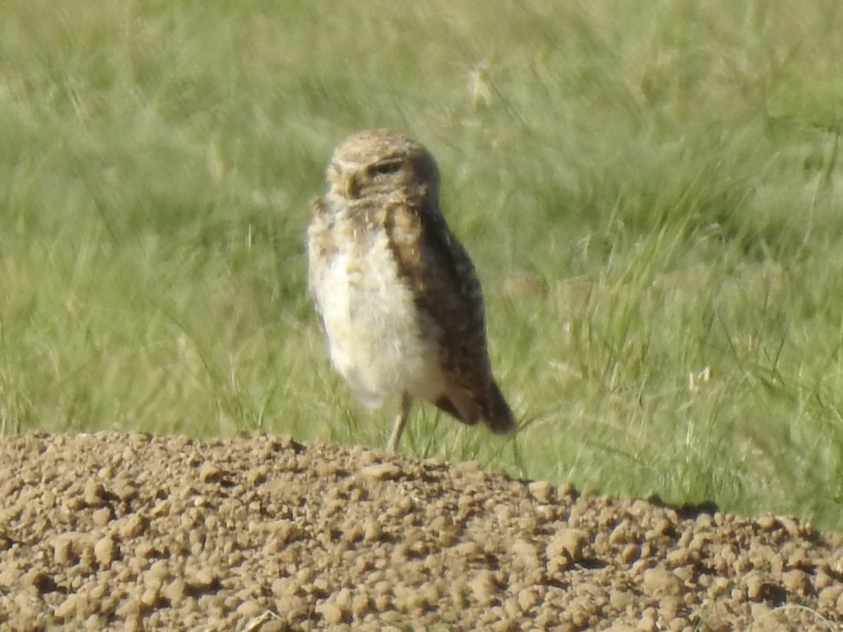 Burrowing Owl - ML620793663