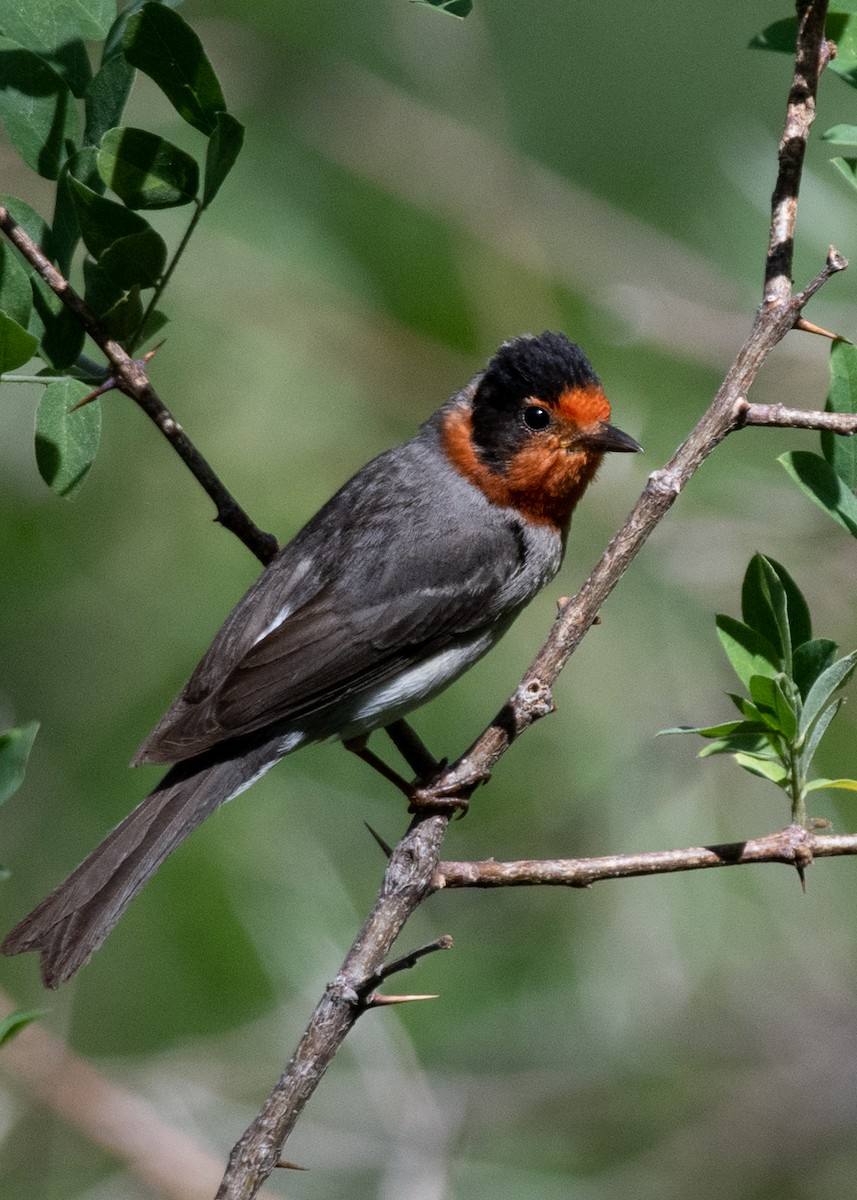 Red-faced Warbler - ML620793669