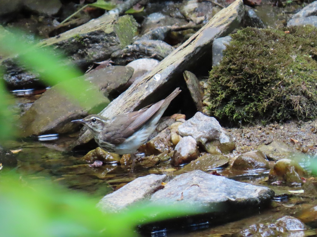 Louisiana Waterthrush - ML620793671